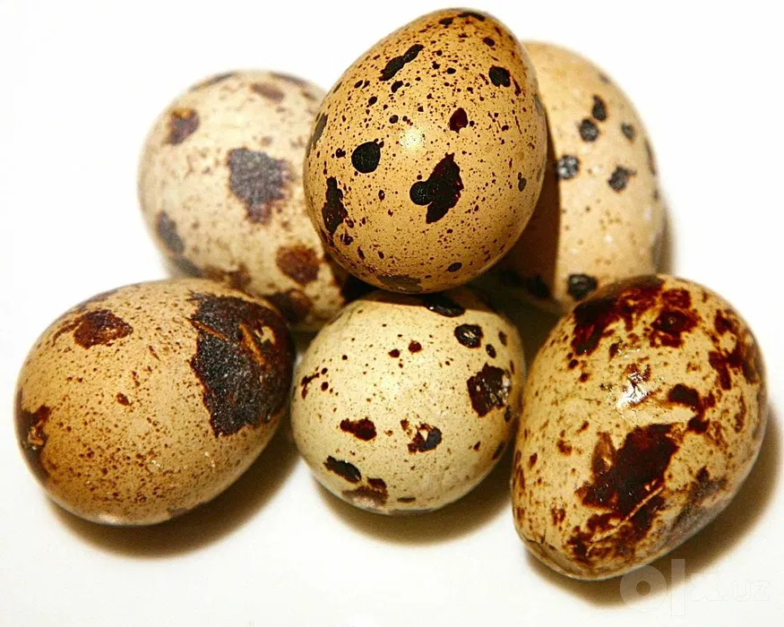 Bedana tuxum 